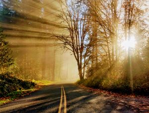 Sun shining through trees on Reiter Road, approaching the foothills between Gold Bar and Index, WA.  10/30/21