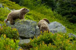 Two marmots mid-wrestle.